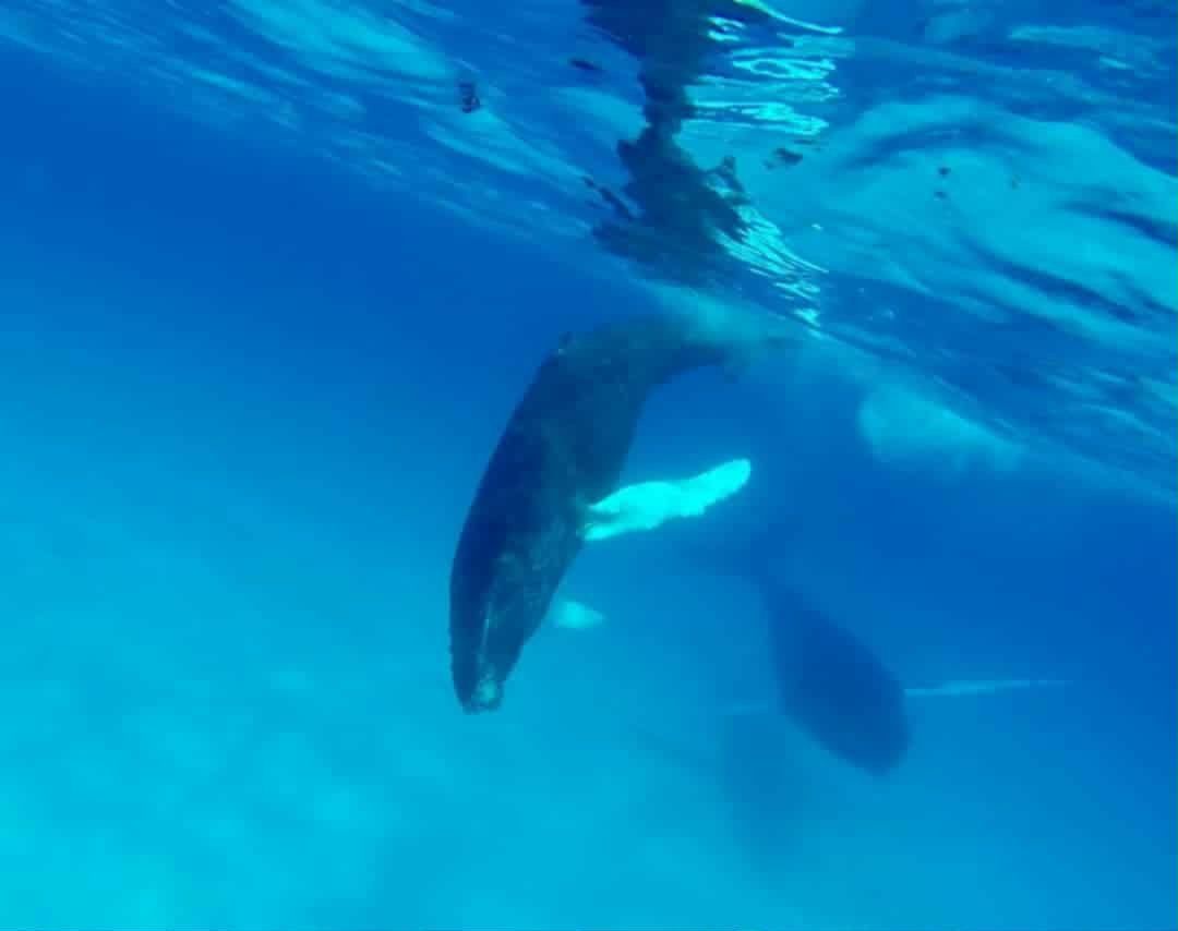 For Pre-Booked Whale Watching